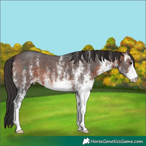 Horse Color:White Spotted Brown
