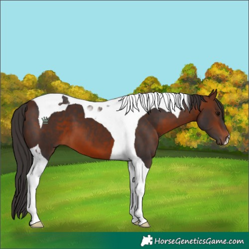 Horse Color:Bay Tobiano 