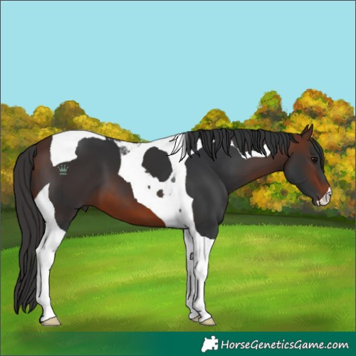 Horse Color:Brown Tobiano 