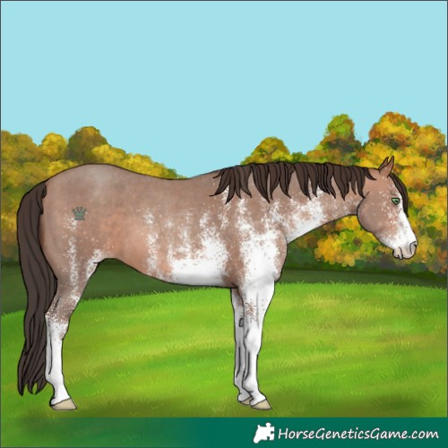 Horse Color:White Spotted Sable Champagne