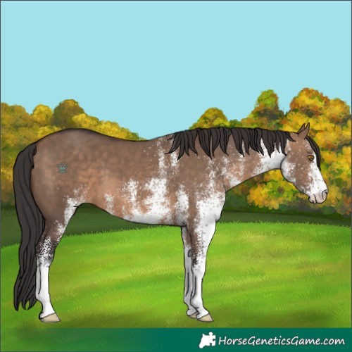 Horse Color:White Spotted Brown Dun 