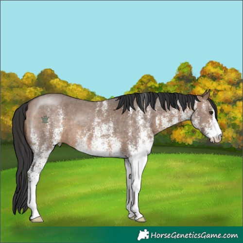 Horse Color:White Spotted Brown Dun 