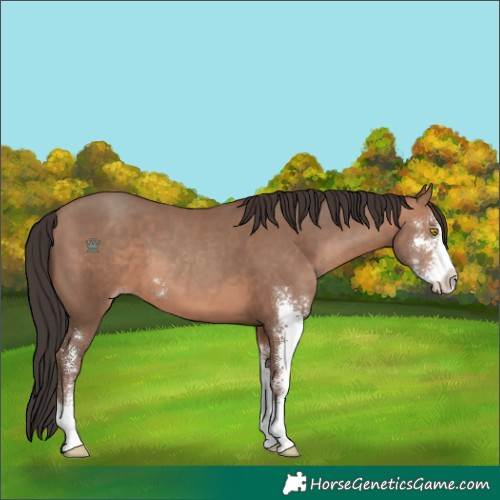 Horse Color:Sable Champagne Sabino 