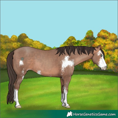 Horse Color:Sable Champagne Sabino