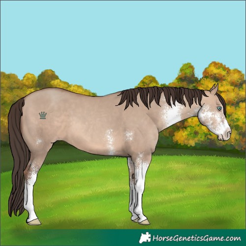 Horse Color:Sable Champagne Dun Sabino 