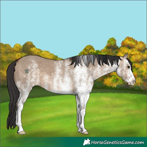 Horse Color:White Spotted Brown Dun 