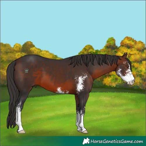 Horse Color:Brown Sabino 