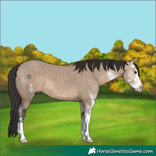 Horse Color:Brown Dun Sabino 