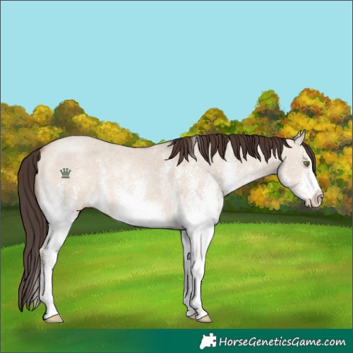 Horse Color:White Spotted Sable Champagne Dun
