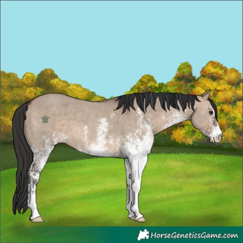 Horse Color:White Spotted Brown Dun