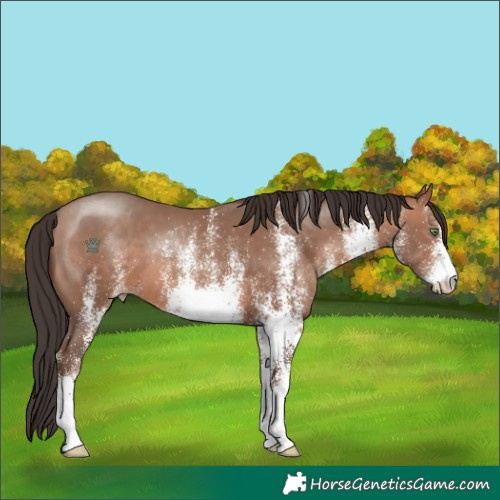 Horse Color:White Spotted Sable Champagne