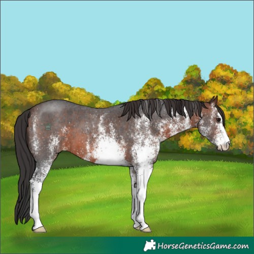 Horse Color:White Spotted Brown