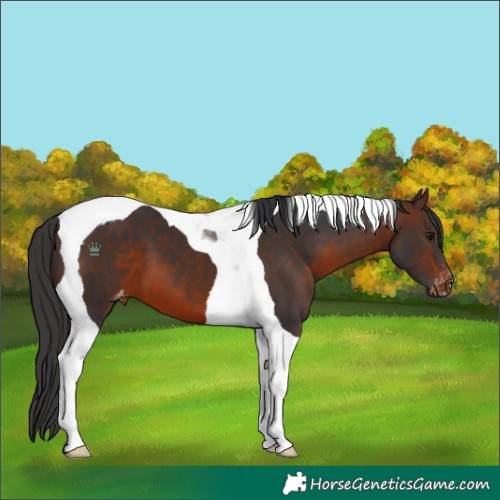 Horse Color:Brown Tobiano Appaloosa