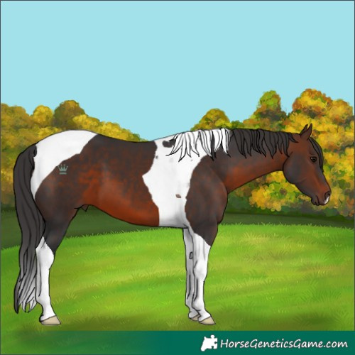 Horse Color:Brown Tobiano