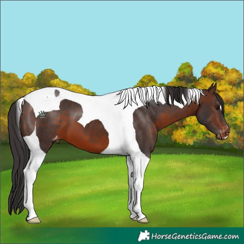 Horse Color:Brown Tobiano Appaloosa