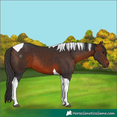 Horse Color:Brown Tobiano 