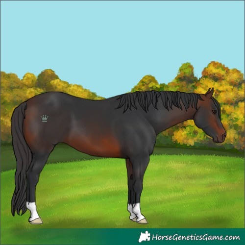 Horse Color:Brown