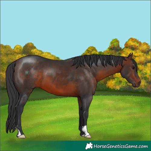 Horse Color:Brown 