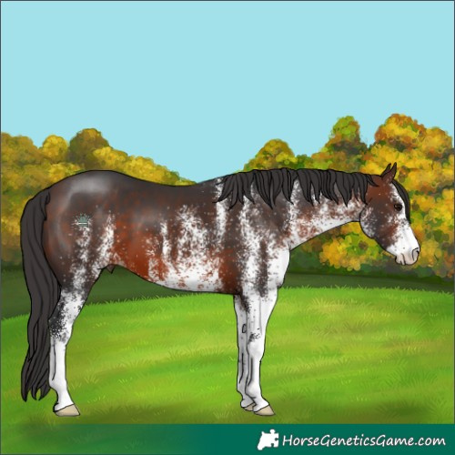 Horse Color:White Spotted Brown