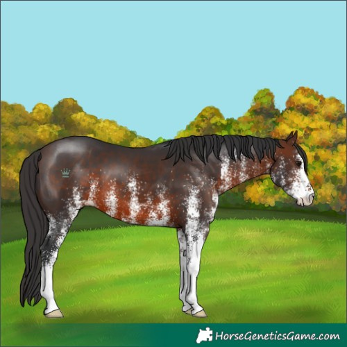 Horse Color:White Spotted Brown