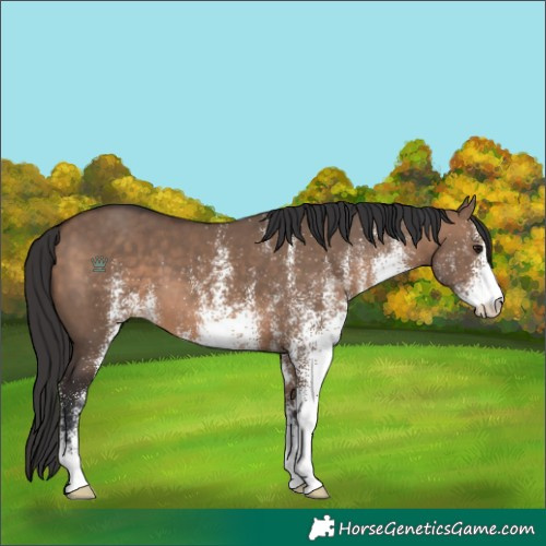 Horse Color:White Spotted Brown Dun 