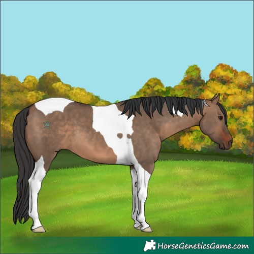 Horse Color:Brown Dun Tobiano