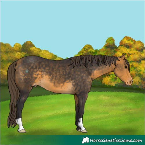 Horse Color:Buckskin Appaloosa