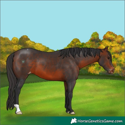 Horse Color:Brown Appaloosa 