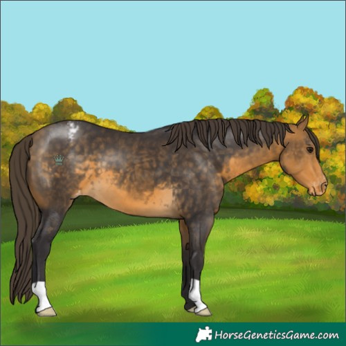Horse Color:Buckskin Appaloosa 