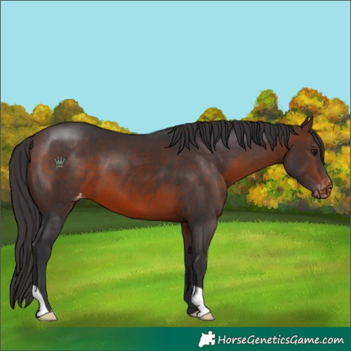 Horse Color:Brown Appaloosa 