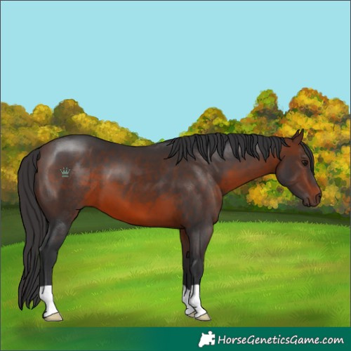 Horse Color:Brown