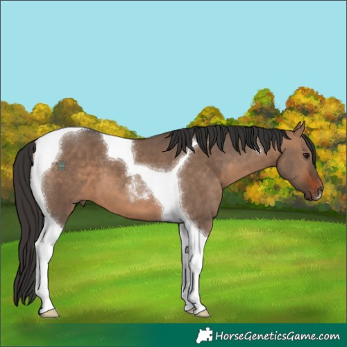 Horse Color:Bay Dun Tobiano 