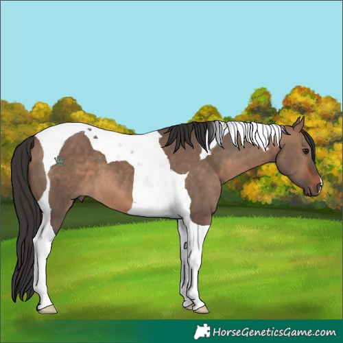 Horse Color:Bay Dun Tobiano