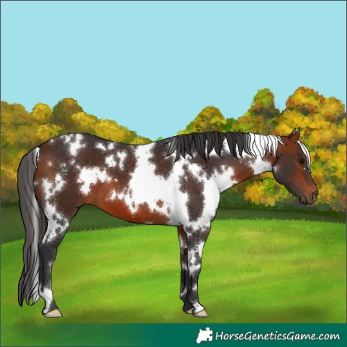 Horse Color:White Spotted Bay 