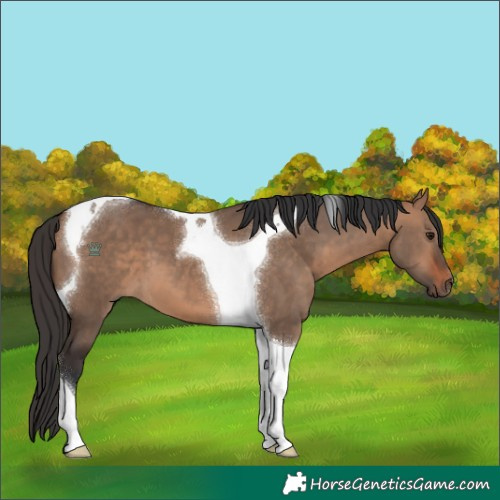 Horse Color:Bay Dun Tobiano