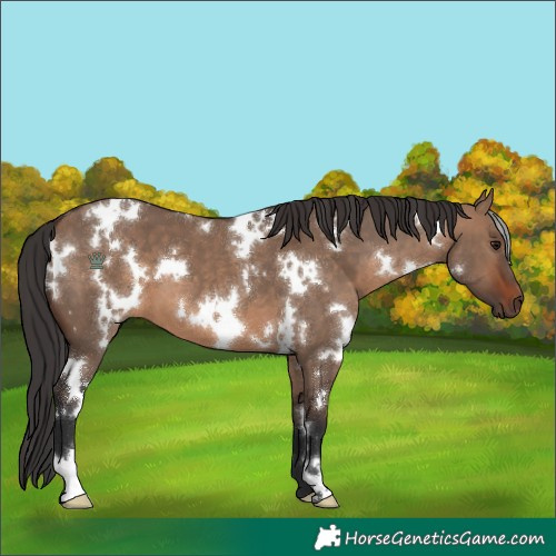 Horse Color:White Spotted Brown Dun