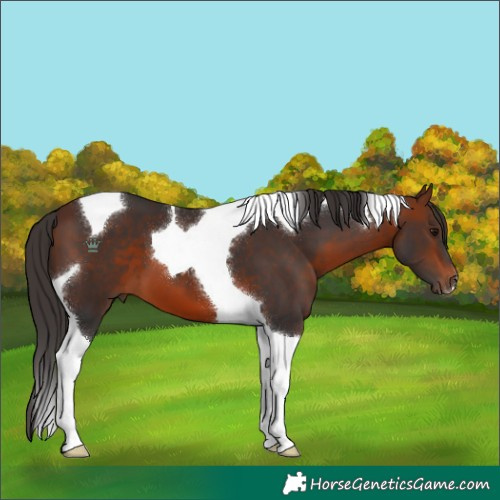 Horse Color:Bay Tobiano