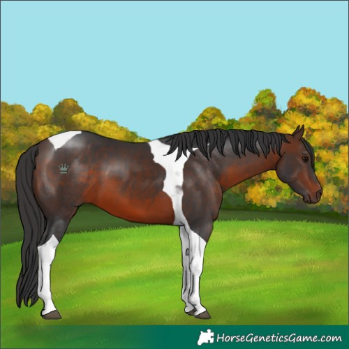 Horse Color:Brown Tobiano 