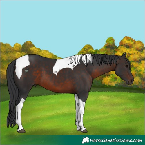Horse Color:Brown Tobiano