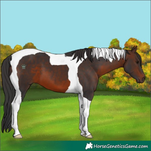 Horse Color:Brown Tobiano 