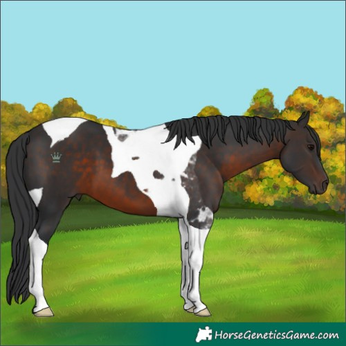 Horse Color:Brown Tobiano