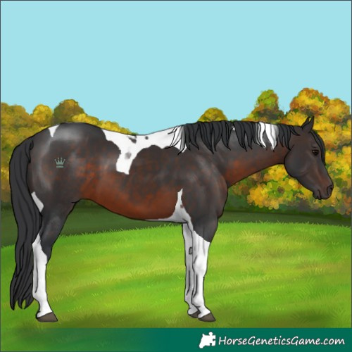 Horse Color:Brown Tobiano