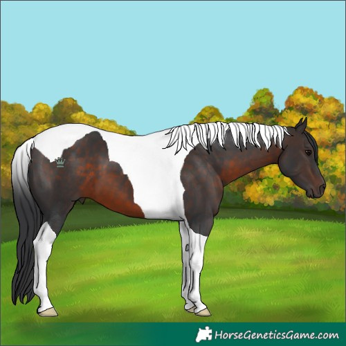 Horse Color:Brown Tobiano