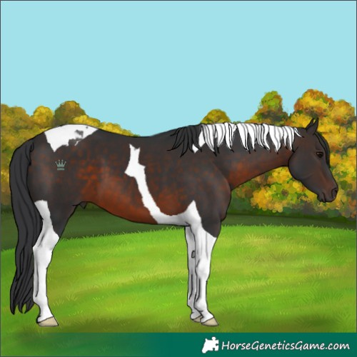 Horse Color:Brown Tobiano