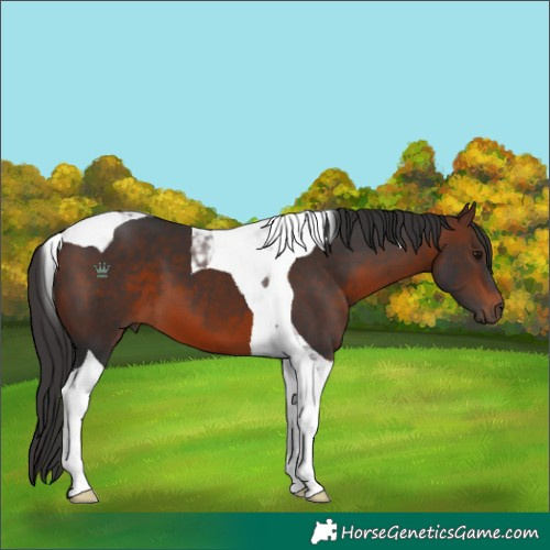 Horse Color:Brown Tobiano 
