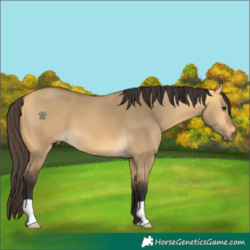 Horse Color:Buckskin Dun 