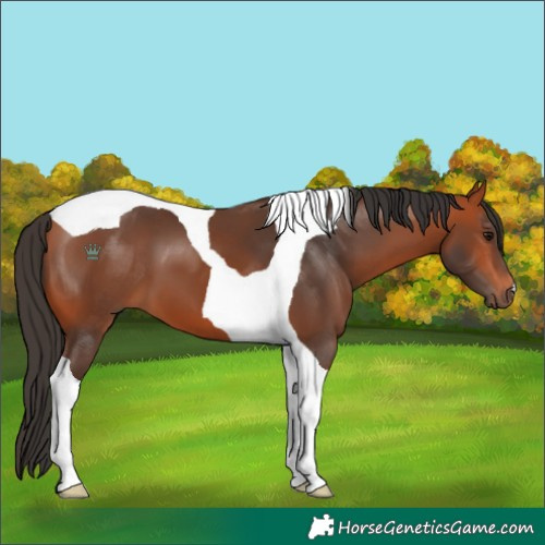 Horse Color:Bay Tobiano 