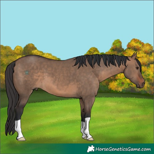 Horse Color:Brown Dun 