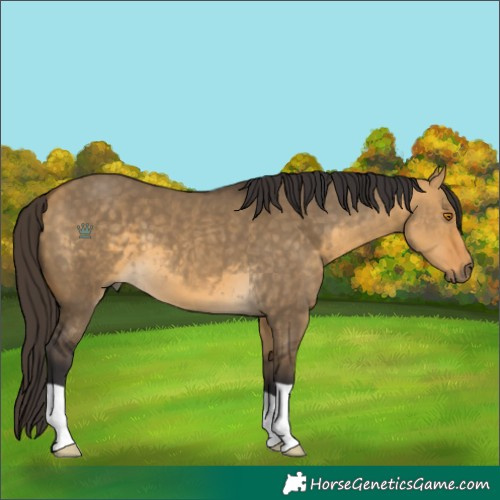 Horse Color:Buckskin Dun