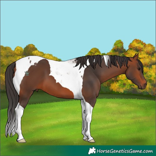 Horse Color:Bay Tobiano 